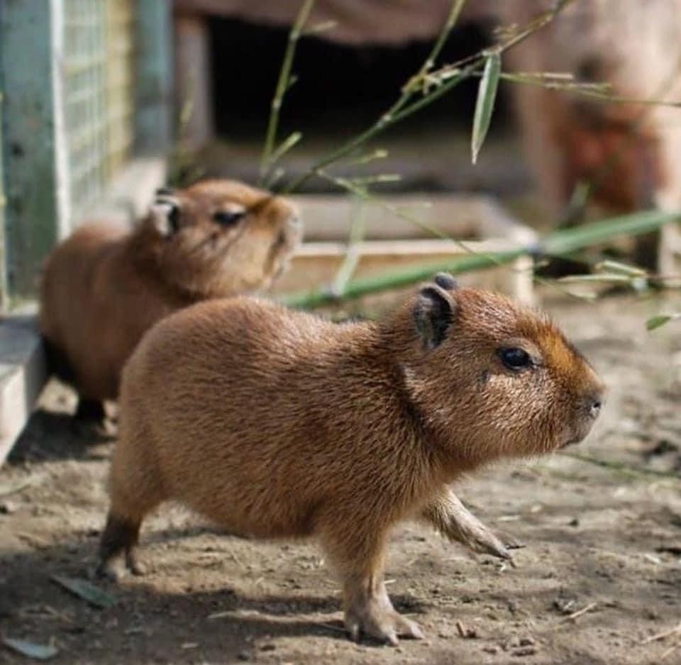 Friendly capybara  Капибара, Иллюстрации животные, Морская свинка