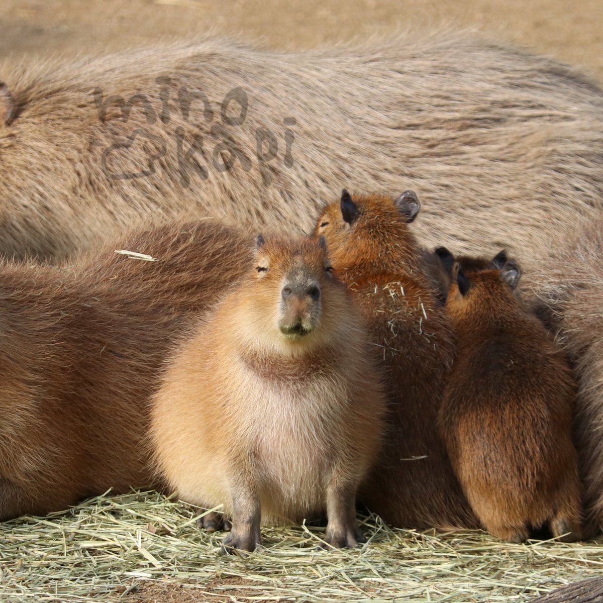 Friendly capybara  Капибара, Иллюстрации животные, Морская свинка