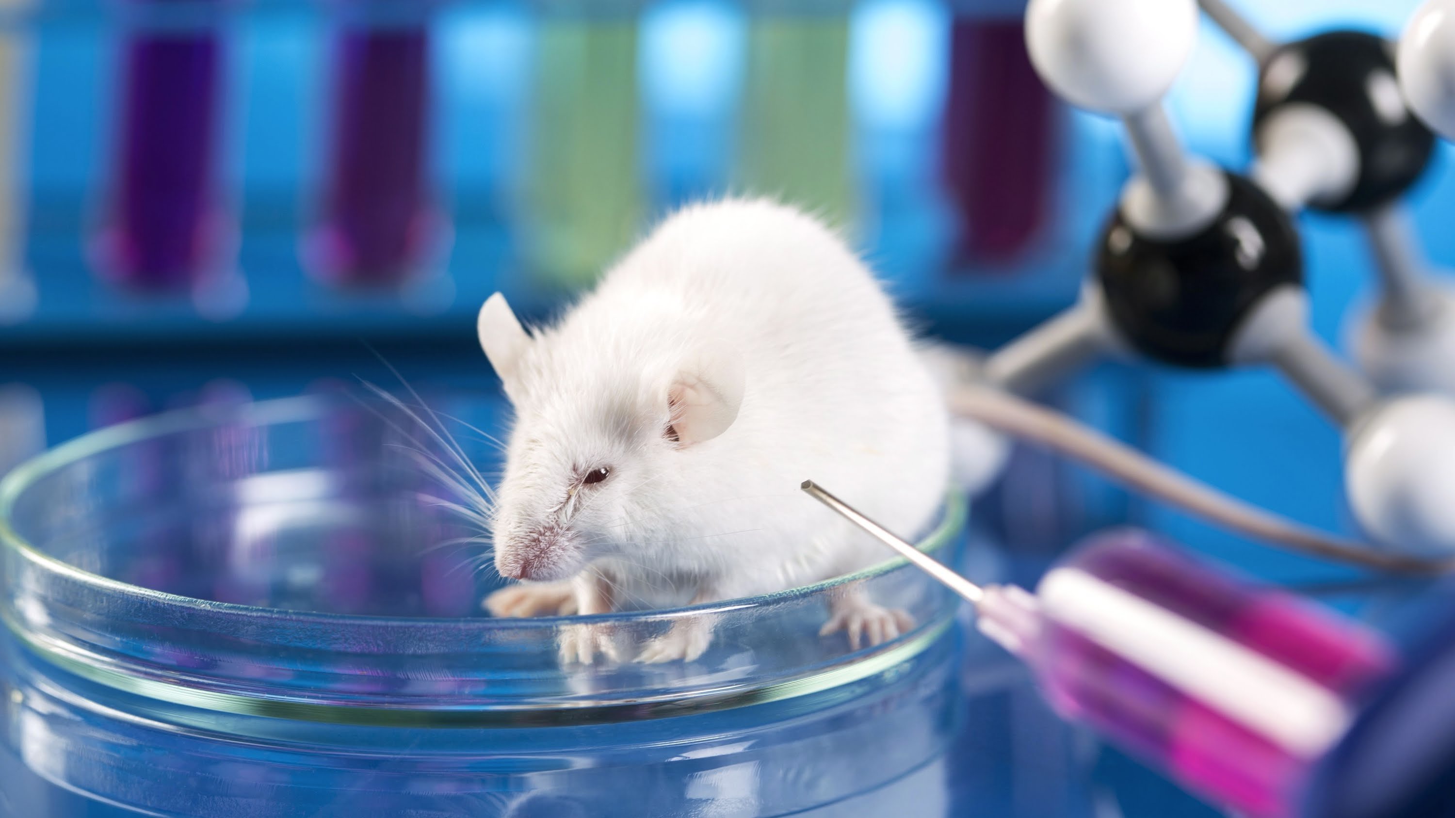 Вакцина мыши. Лабораторные животные. Исследования на мышах. Лабораторные мыши. Опыты на мышах.