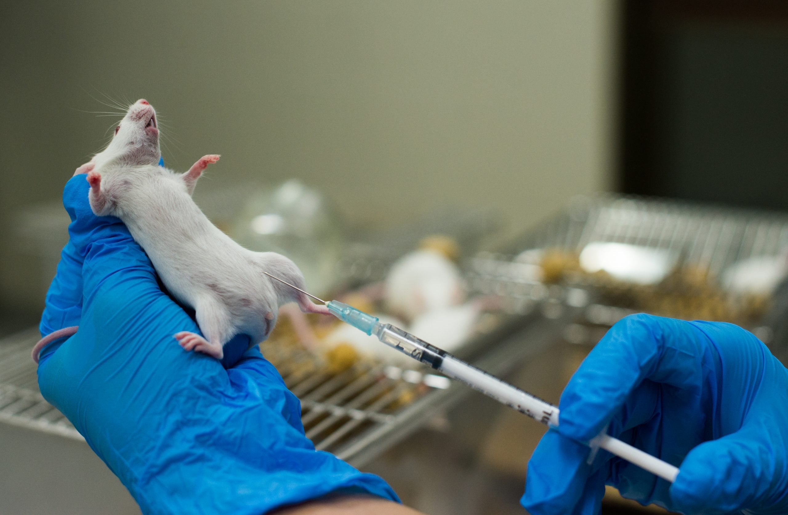 Вакцина мыши. Лабораторные животные. Опыты на лабораторных животных. Заражение лабораторных животных. Опыты на мышах.