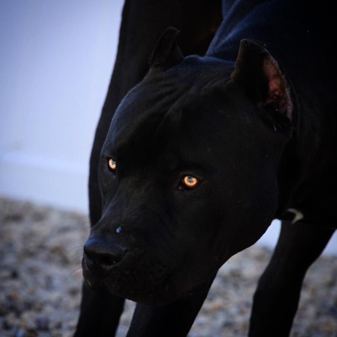 Черный питбуль пантера красные глаза арт - 33 фото