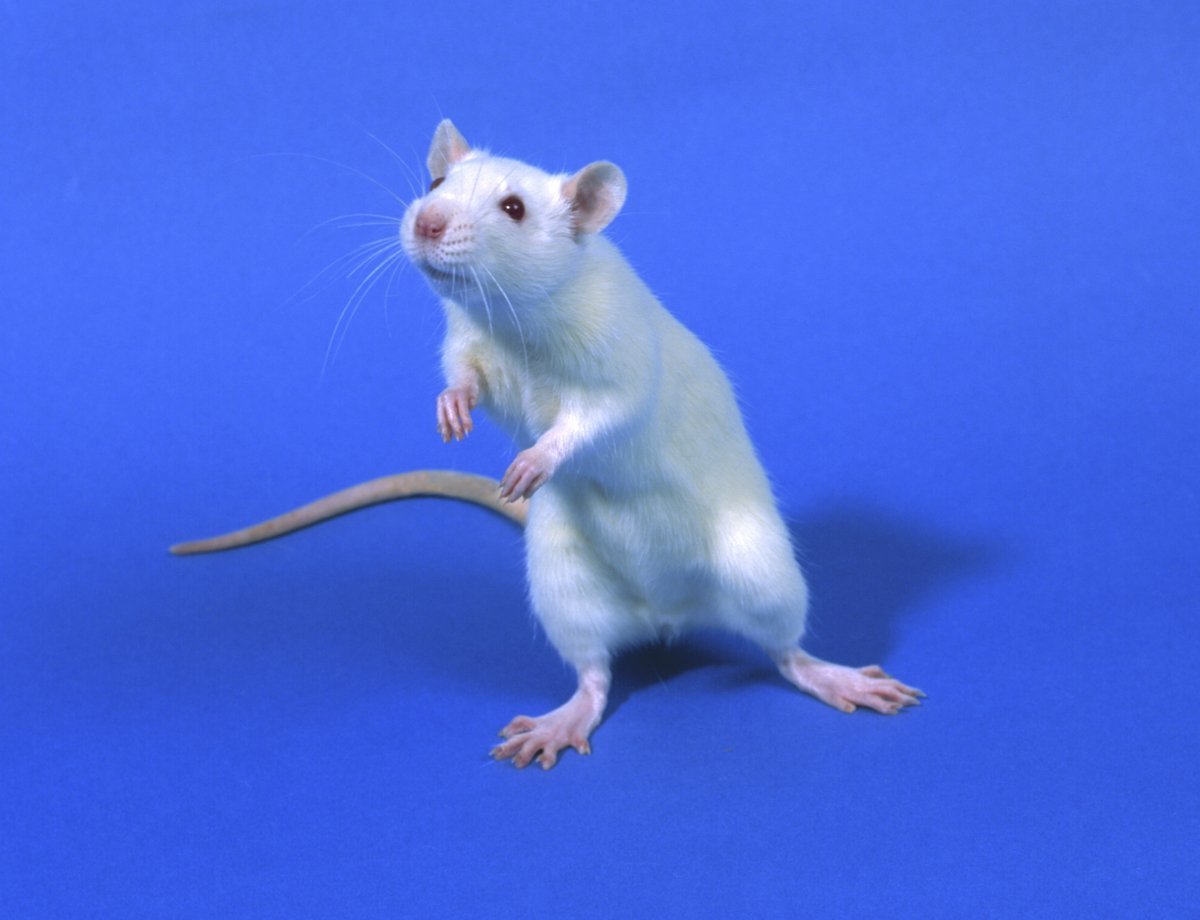 Чисто мышь. Крысы Sprague Dawley. Крыса Дамбо голубая. Крыса Дамбо белая. Голубые крысята.
