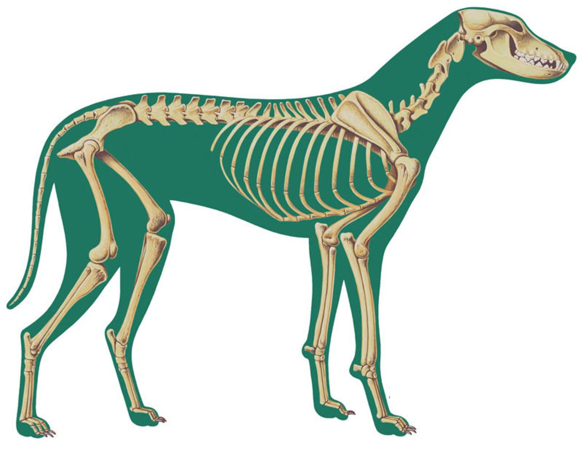 Скелет собаки. Скелетная анатомия собаки. Кости млекопитающих. Строение собаки кости.