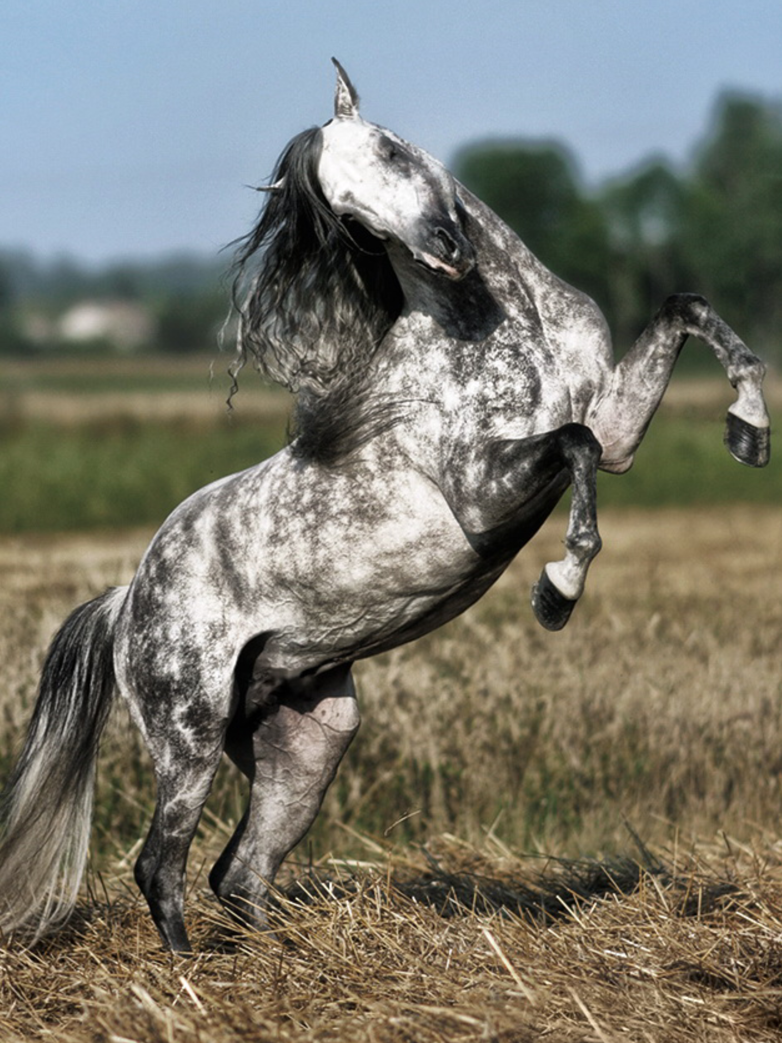 Конь пляшет. Пегая Андалузская лошадь. Андалузская лошадь в яблоках. Пегий Орловский рысак. Андалузская лошадь серая.