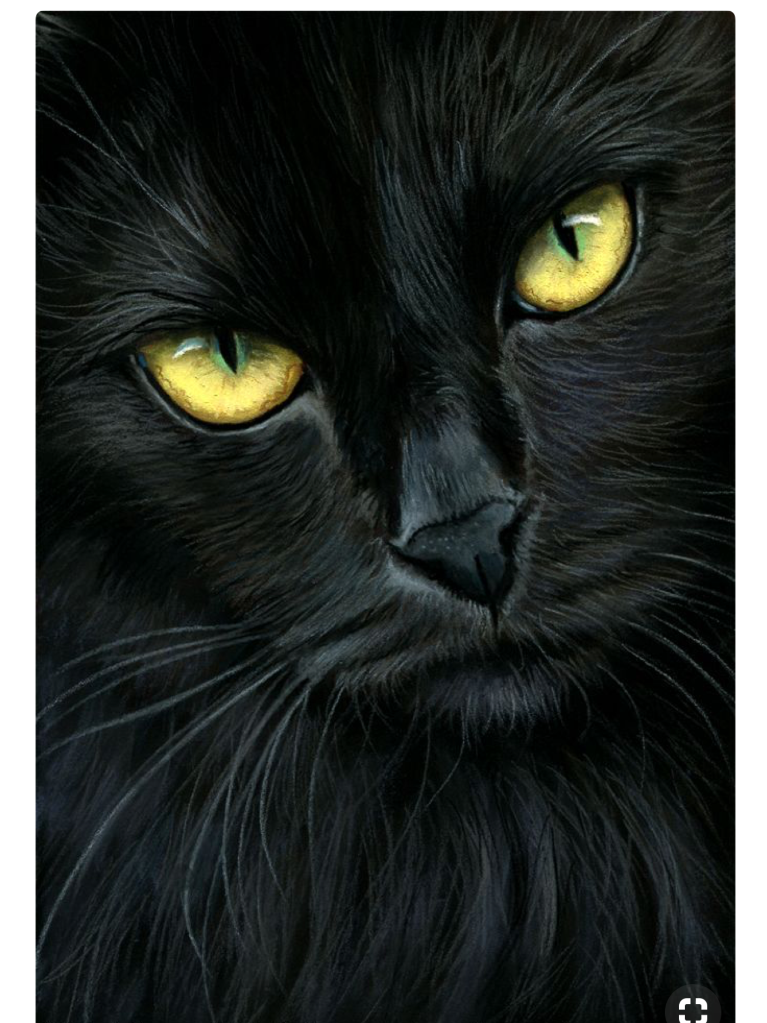 черная пушистая кошка арт