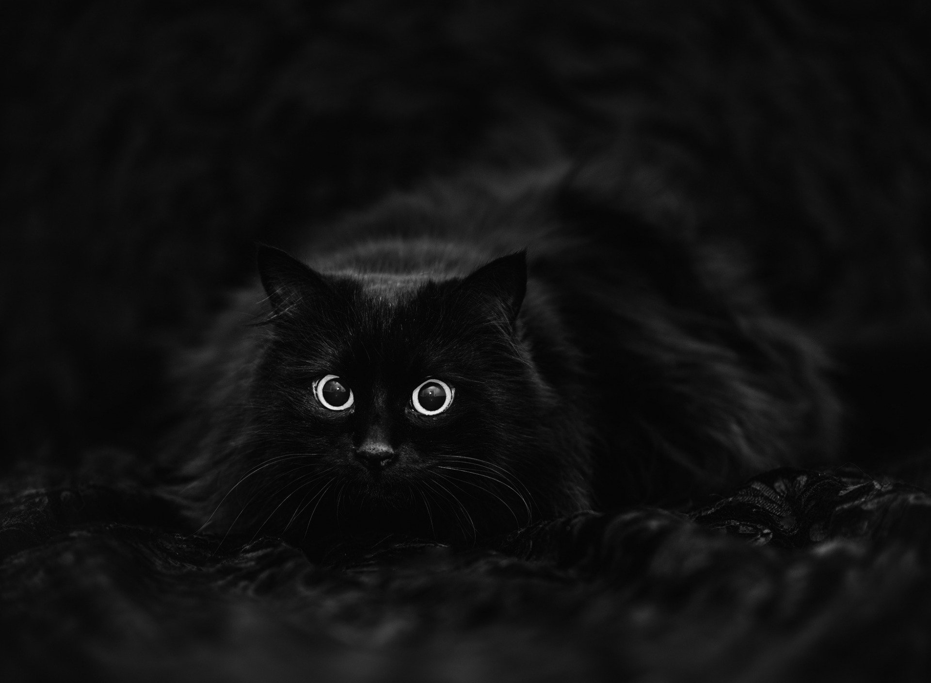 Черная фотография. Черное изображение. Черный кот на черном фоне. Черный котенок на черном фоне. Черный кот 4к.