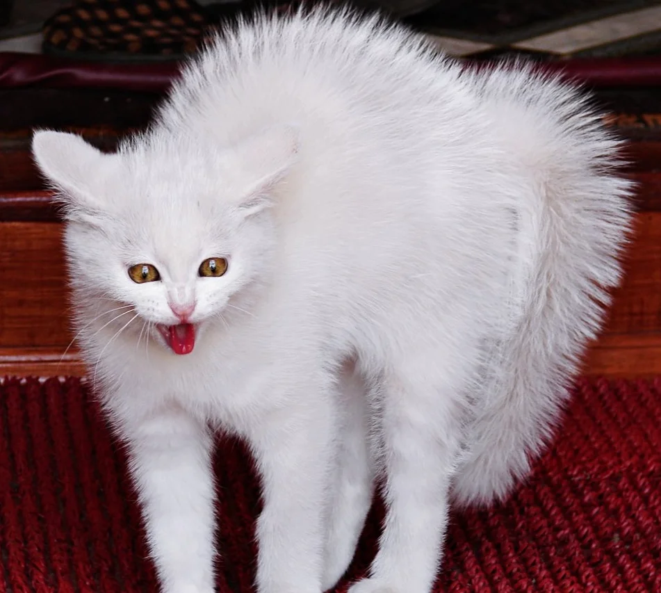 Старая белая кошка. Сибирский Крысолов кот белый. Кот шерсть дыбом. Котенок шерсть дыбом. Злая белая кошка.