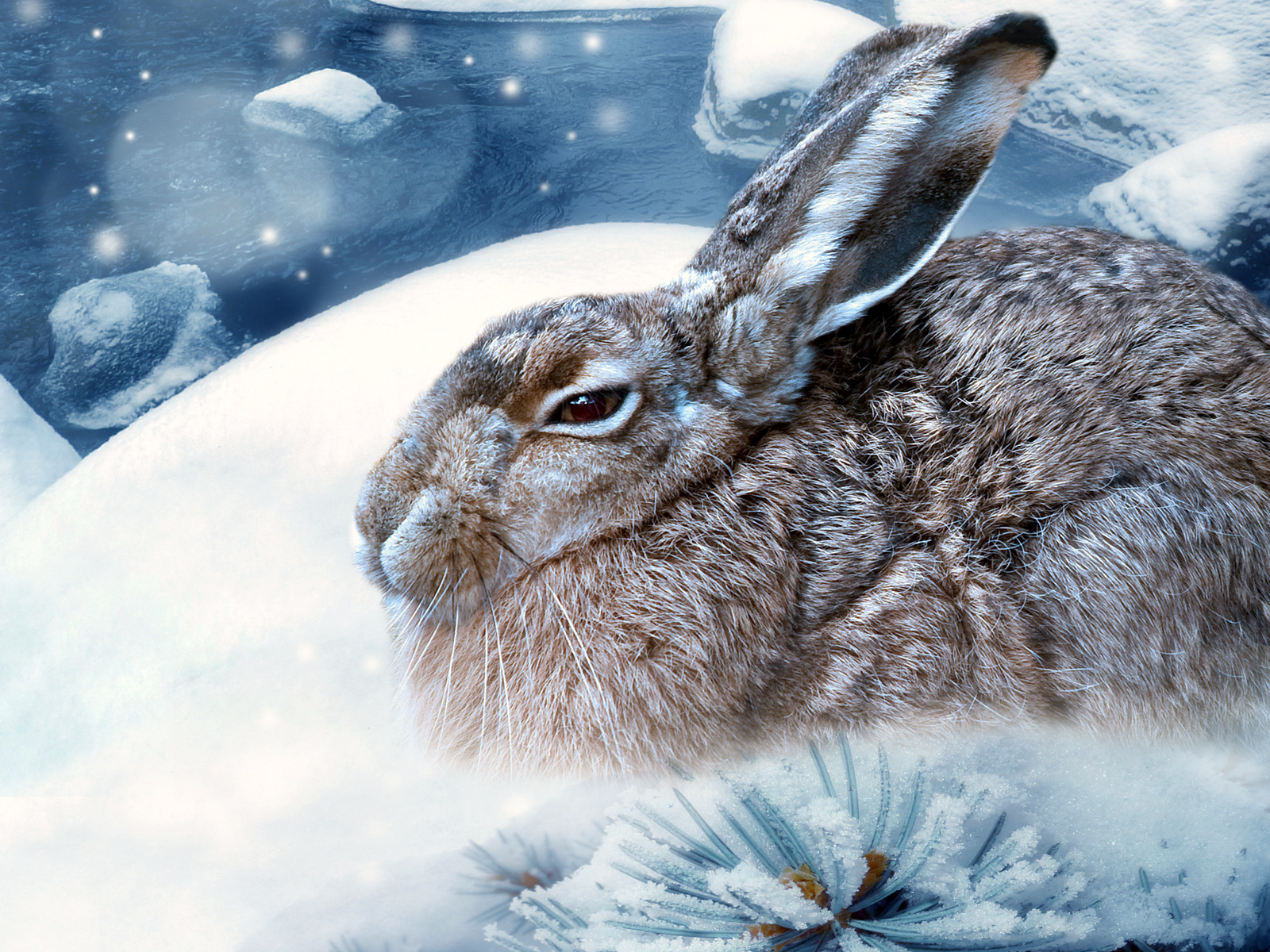 Кролик зима. Кролик в снегу. Заяц зимой. Зайчик зимой. Зайка снегом