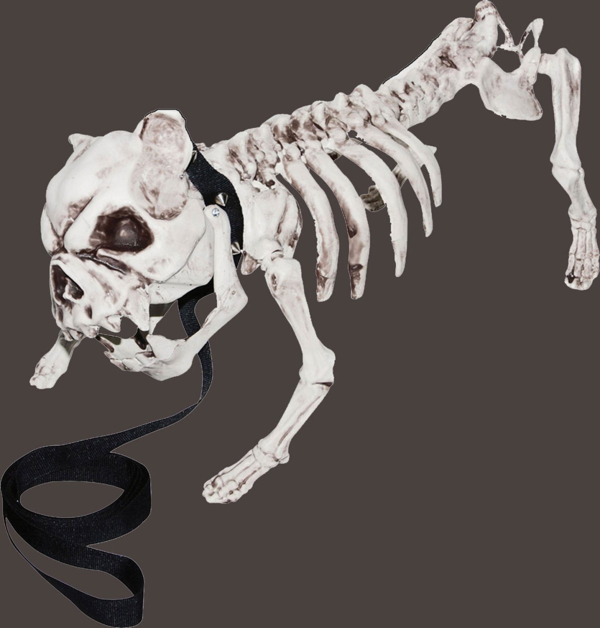 Кости собаки арт