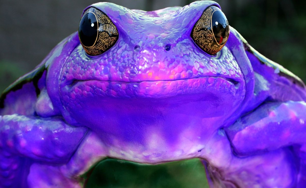 Фиолетовая лягушка арт