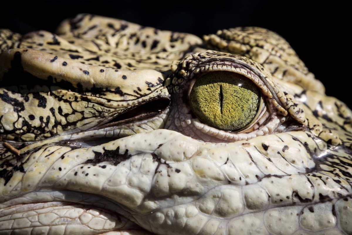 Глаз крокодила крупным планом