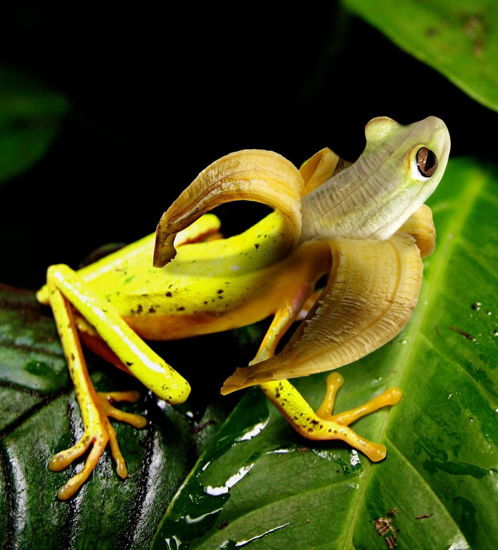 Какой вид лягушек едят. Банановая квакша. Тропические лягушки. Банановая лягушка. Экзотическая лягушка.