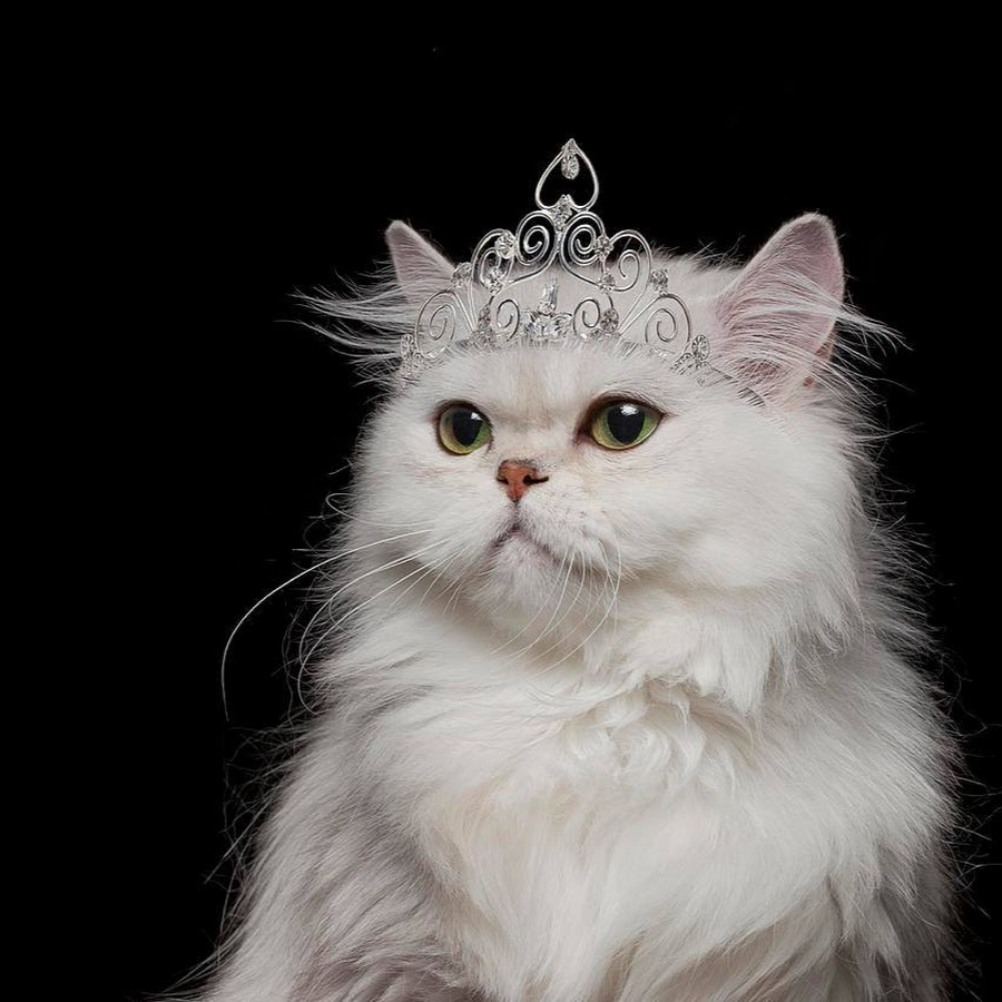 Кошечка с короной. Кошка с короной на голове. Кошка Королева.