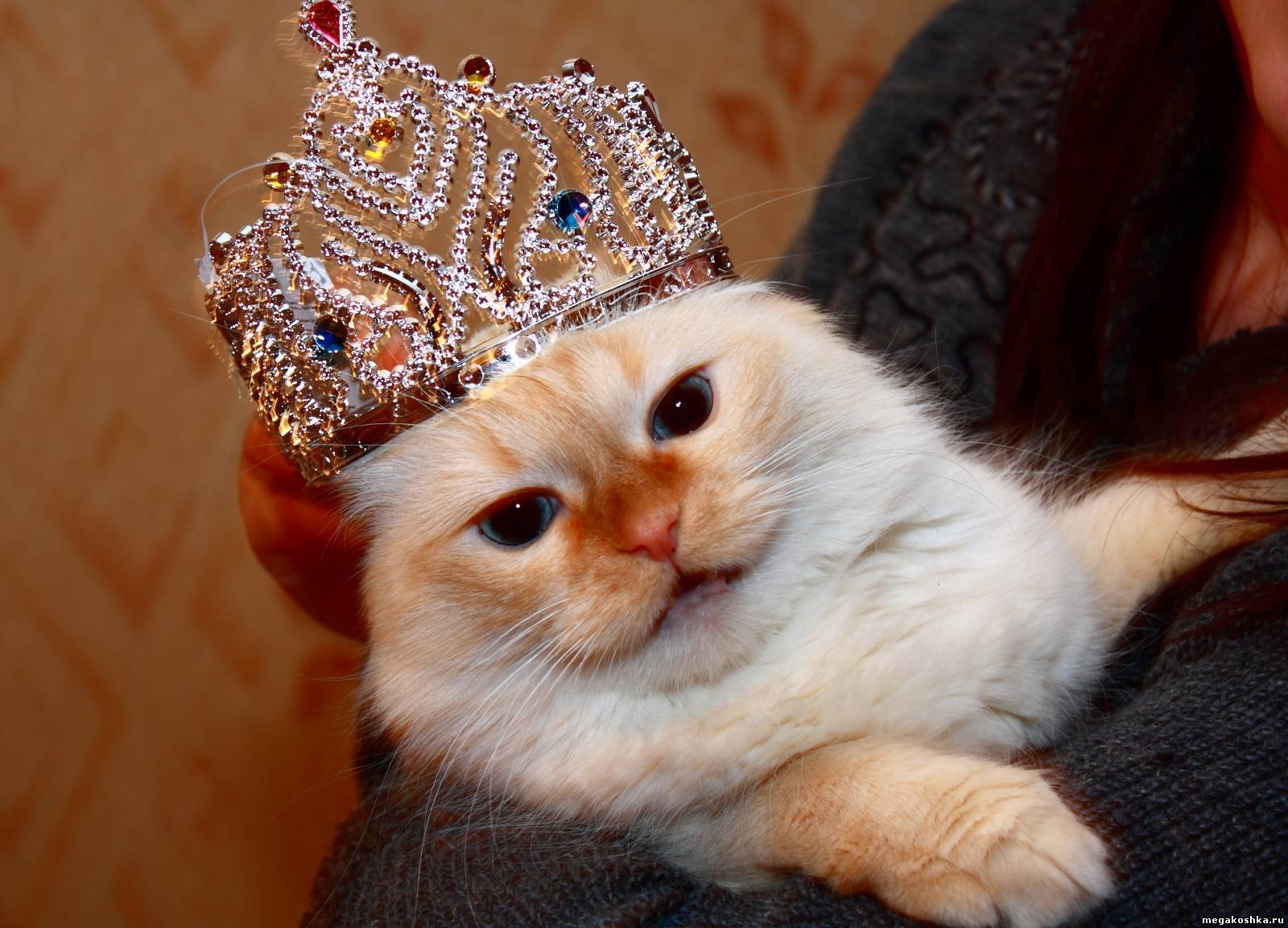 Алиса включи кошек. Королевский кот. Кот в короне. Котенок с короной. Кошечка с короной.