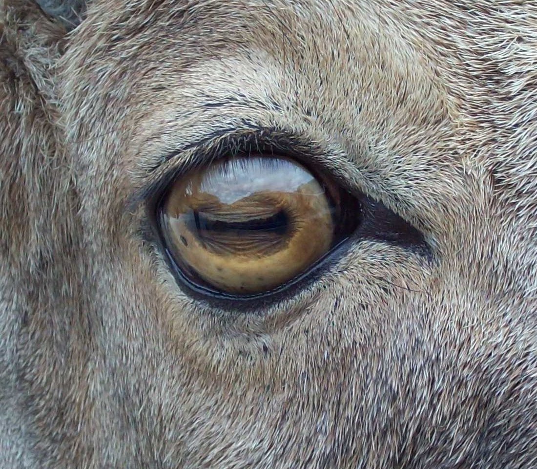 Какие глаза у зверей. Прямоугольные зрачки. Козьи глаза. Зрачок оленя. Зрачки животных.