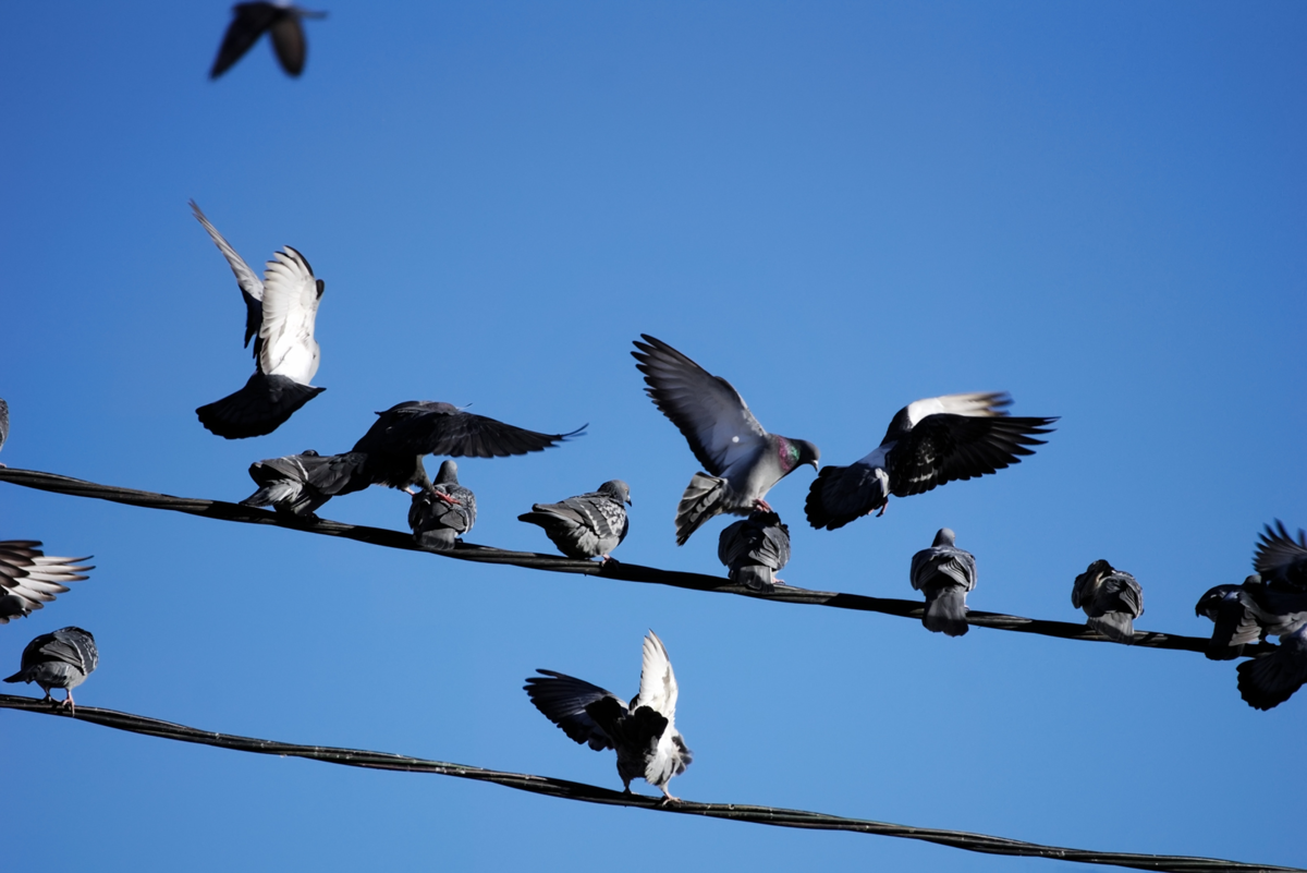 Птицы на проводах. Птицы сидят на проводах. Птицы на электропроводах. Голуби на проводах.