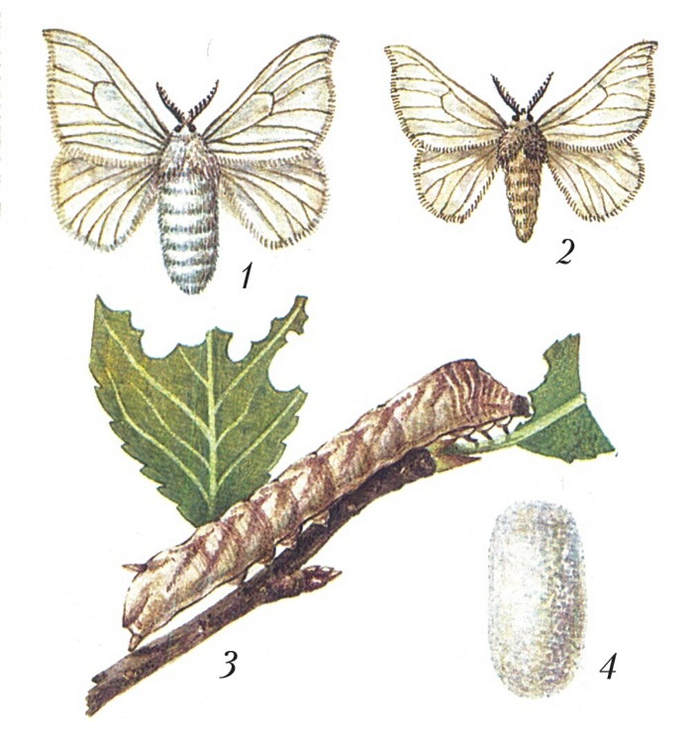 Тутовый шелкопряд тип. Тутовый шелкопряд самка и самец. Тутовый шелкопряд самка. Тутовый шелкопряд гусеница. Тутовый шелкопряд гусеница и бабочка.