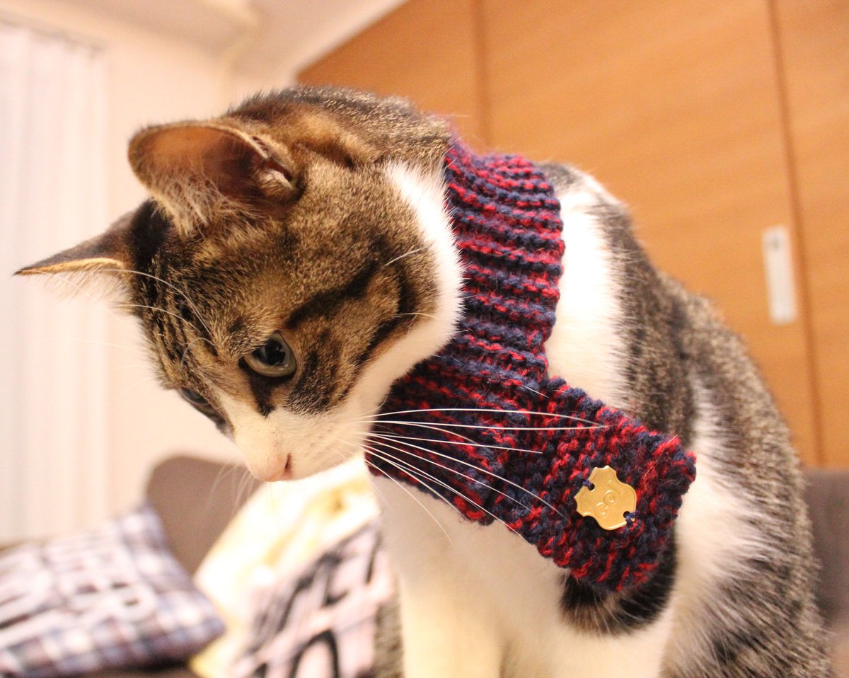 Шарф с котами. Кот в шарфике. Кошка в шарфике. Котик в шарфе. Шарфы для котов.