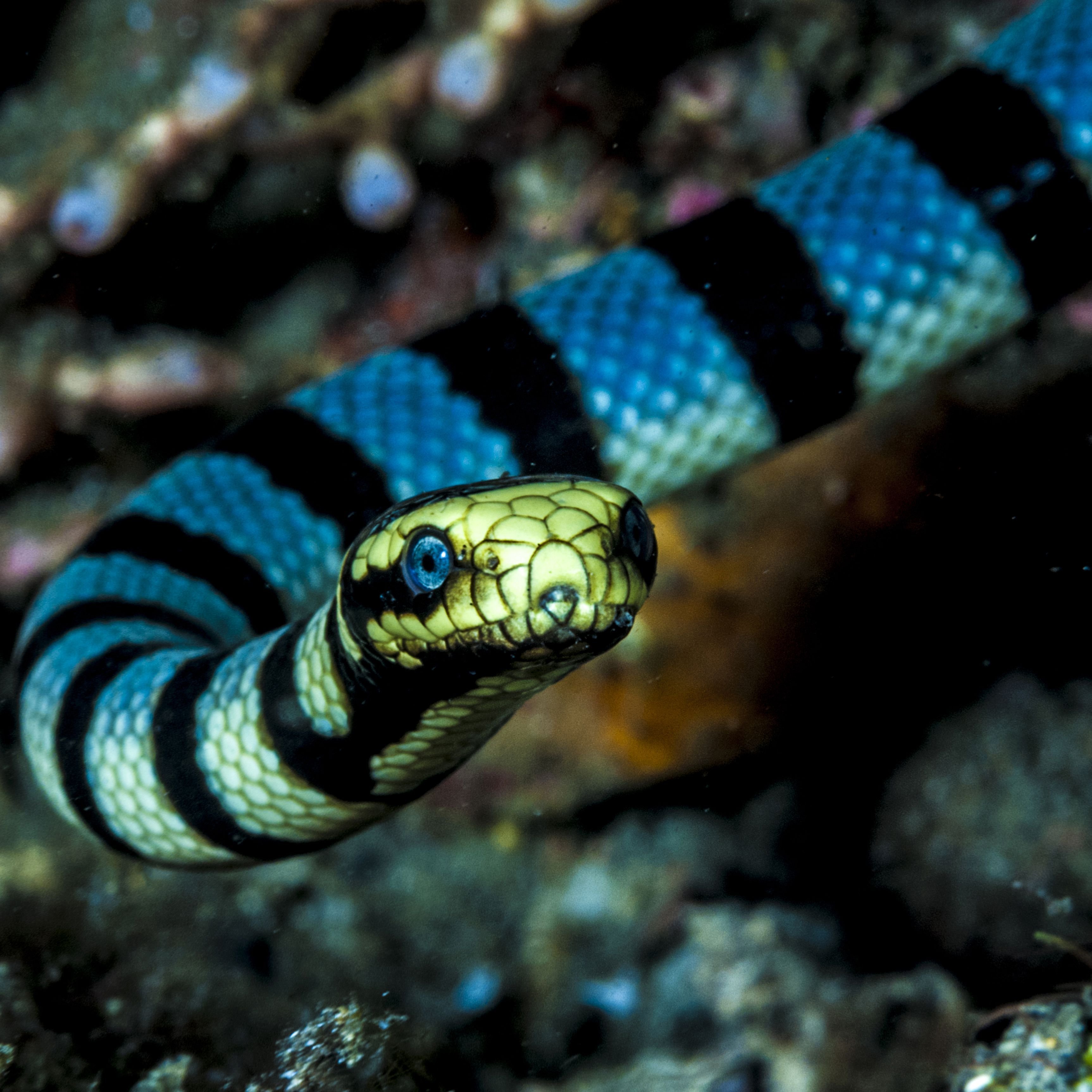 Водяная змейка. Морская змея Белчера. Желтогубый морской Крайт. Морской Крайт плоскохвост. Малайский Крайт змея.