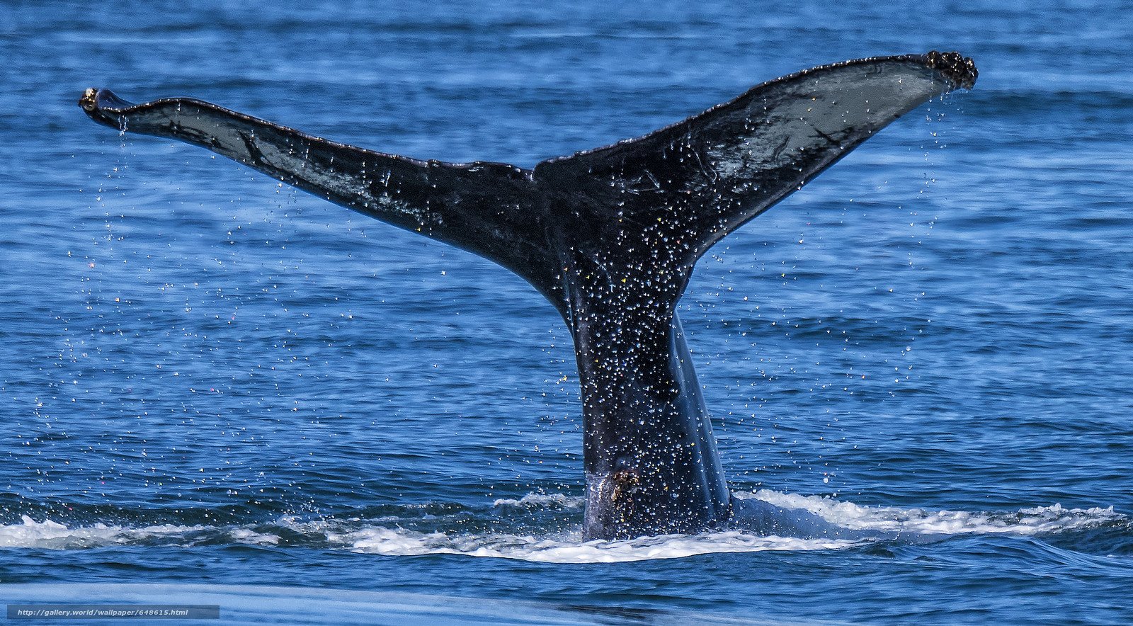 Whale Tail Booty