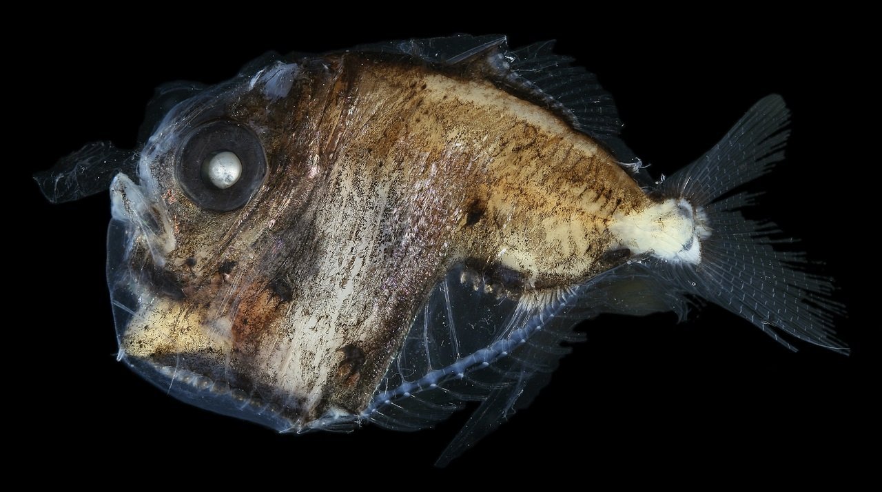 Рыба топорик Марианская впадина. Глубоководная рыба Marine Hatchetfish. Рыба удильщик самец. Колючий топорик рыба.