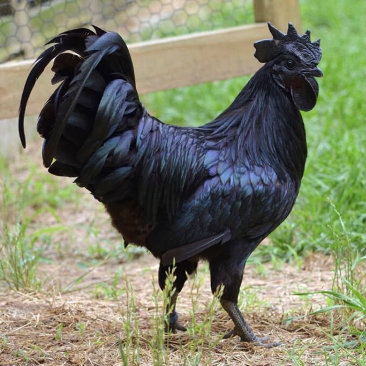 Черная курица