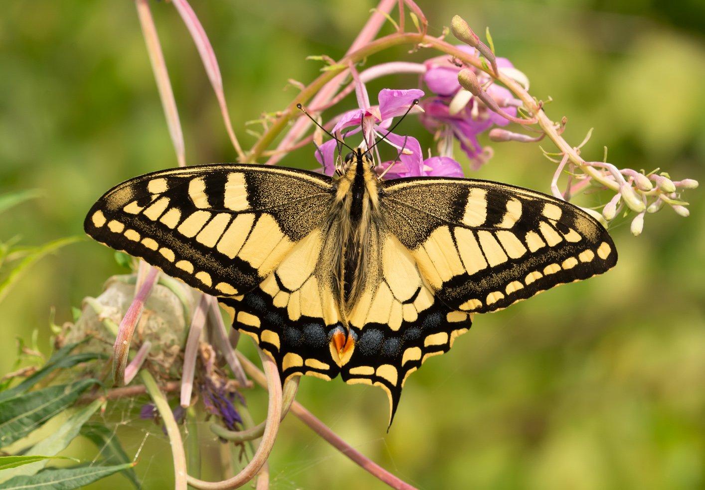 Покажи бабочку махаон. Бабочка парусник Махаон. Махаон (Papilio Machaon). Парусник Махаон – Papilio Machaon. Papilio Machaon бабочка.