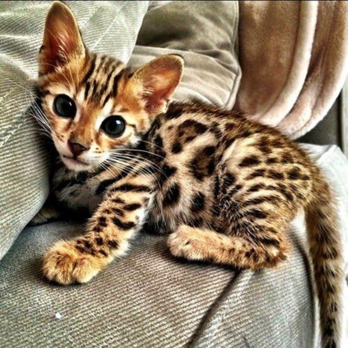 Котята похожи на кошку. Бенгальская кошка. Кошки бенгальской породы. Леопард и Бенгальская кошка. Бенгал котенок.