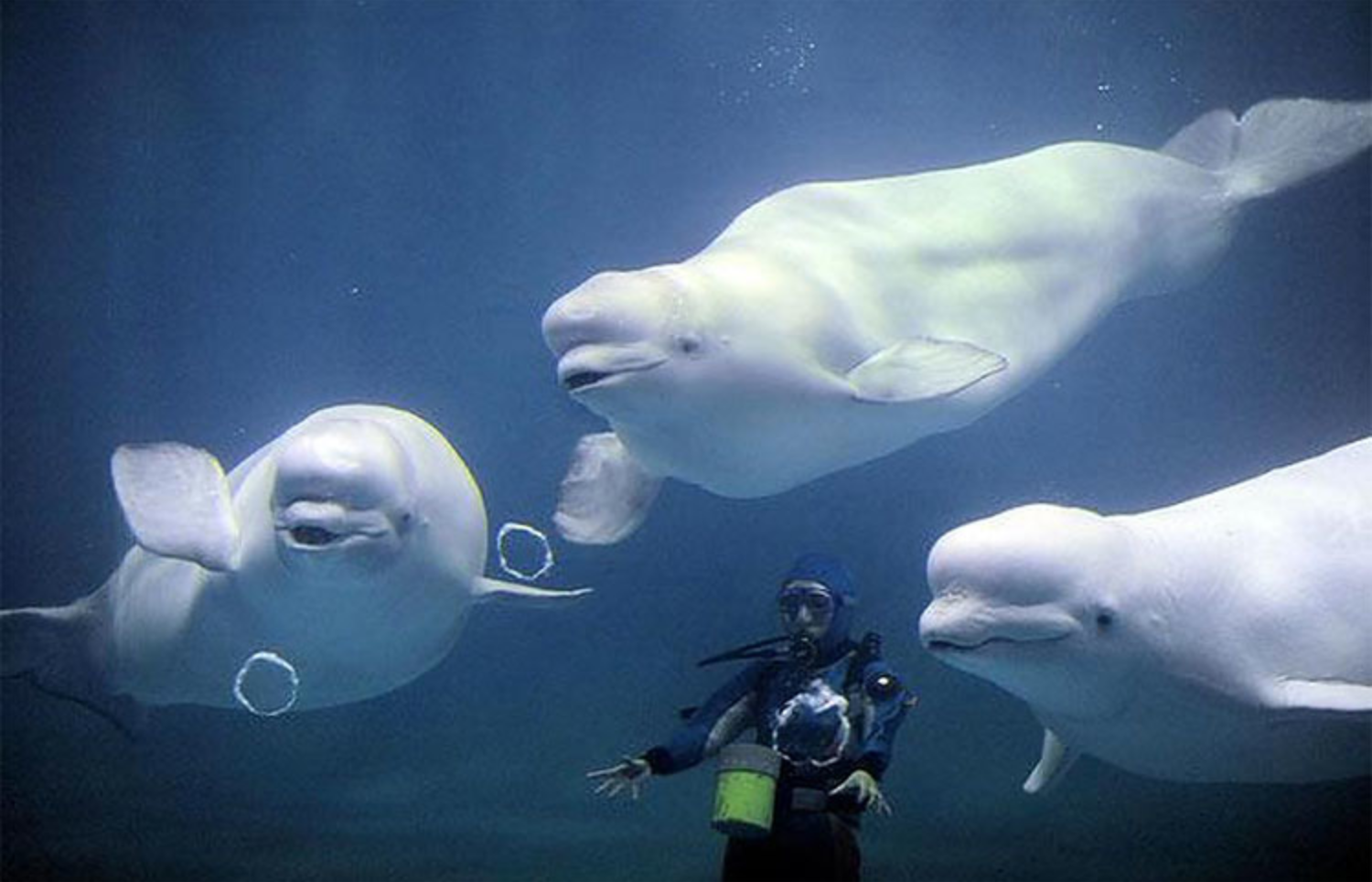 К какой группе обитателей океана относятся белухи. Дельфин Белуха. Белый Дельфин Белуха. Полярный Дельфин Белуха. Кит Белуха.