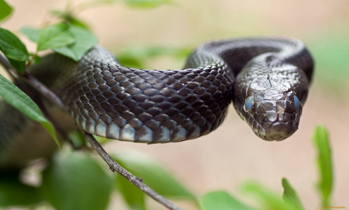 Черная мамба змея - 69 фото