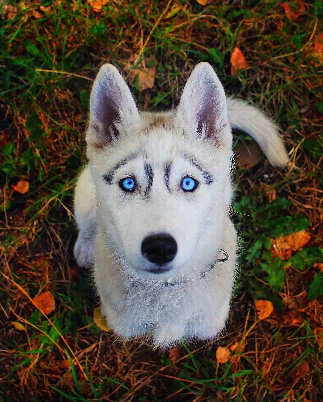 Лайки глазок. Сибирские хаски голубоглазые. Сибирский хаски щенок голубоглазый. Сибирский хаски белый. Хаски собака с голубыми глазами.