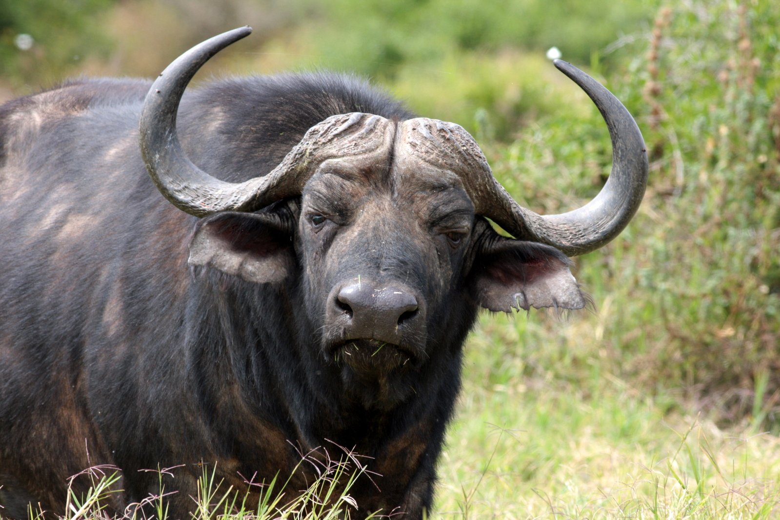 буйвол женского рода