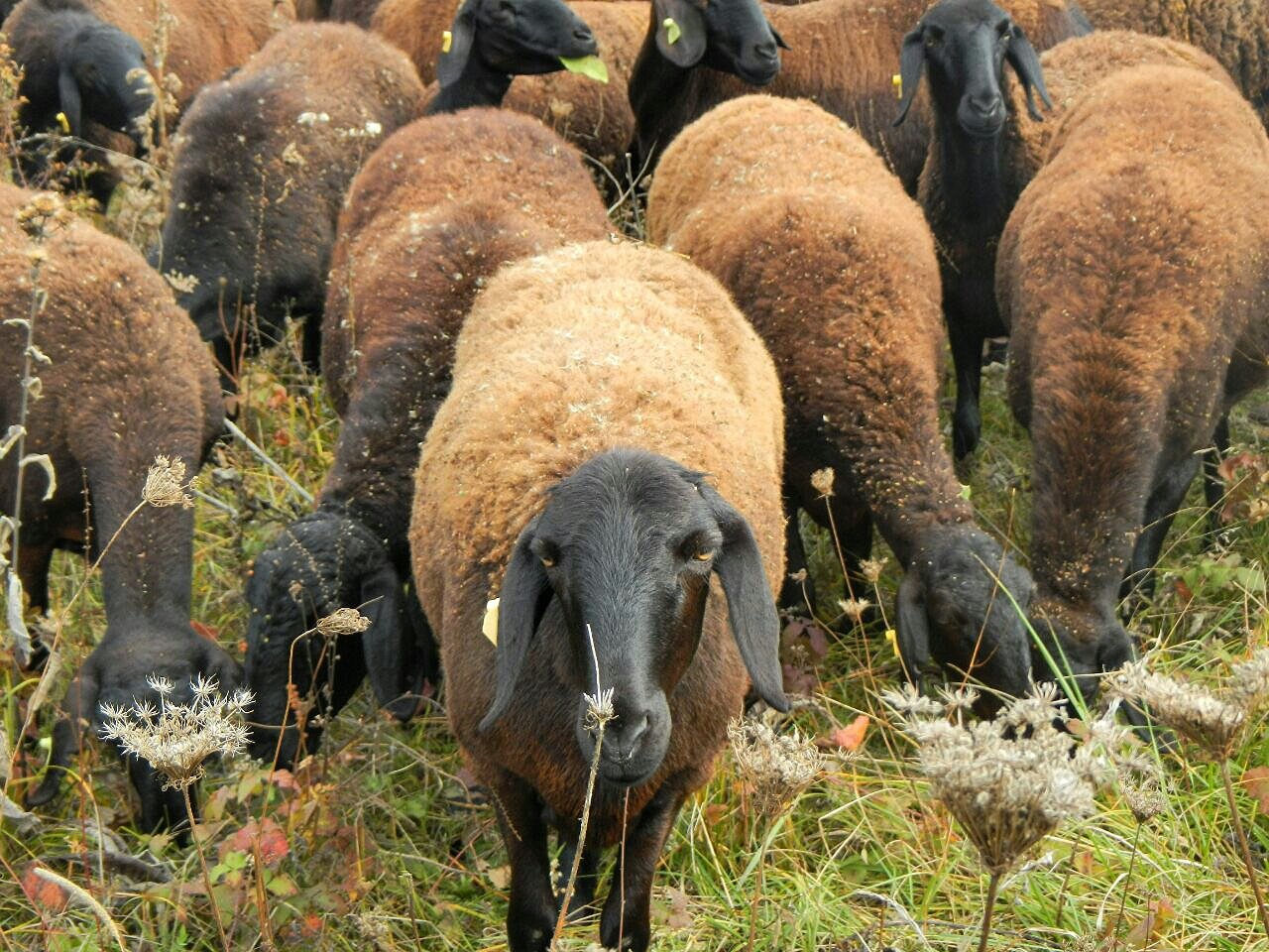 Куплю овец ягнят. Гиссарская порода Баранов. Саржинская парода Баранов. Гиссарская порода овец. Сараджинская порода овец.