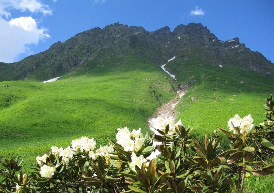 Альпийские Луга Абхазия