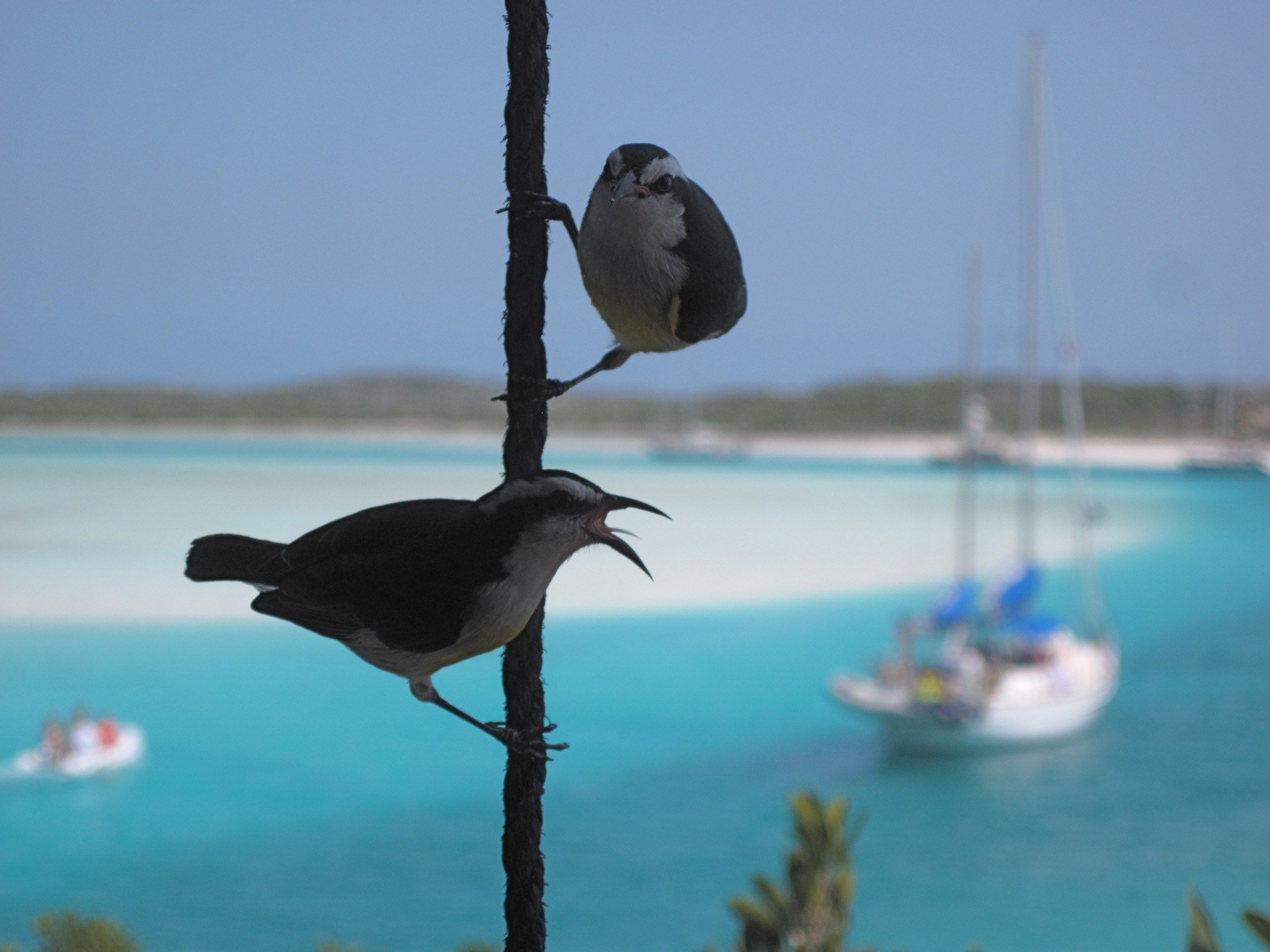 Птицы островов тихого океана. Катран птица Мальдивы. Фаэтон птица Мальдивы. Птицы Мальдивских островов. Кулик птица Мальдивы.