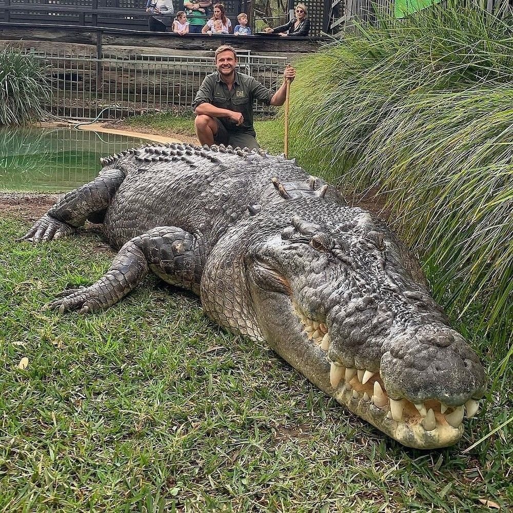 Самый большой крокодил в мире - 72 фото