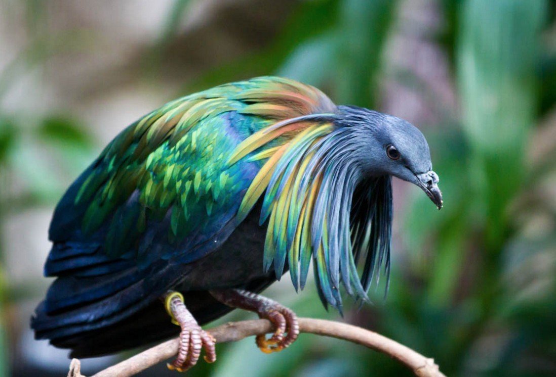 Самые необычные птицы в мире - 73 фото