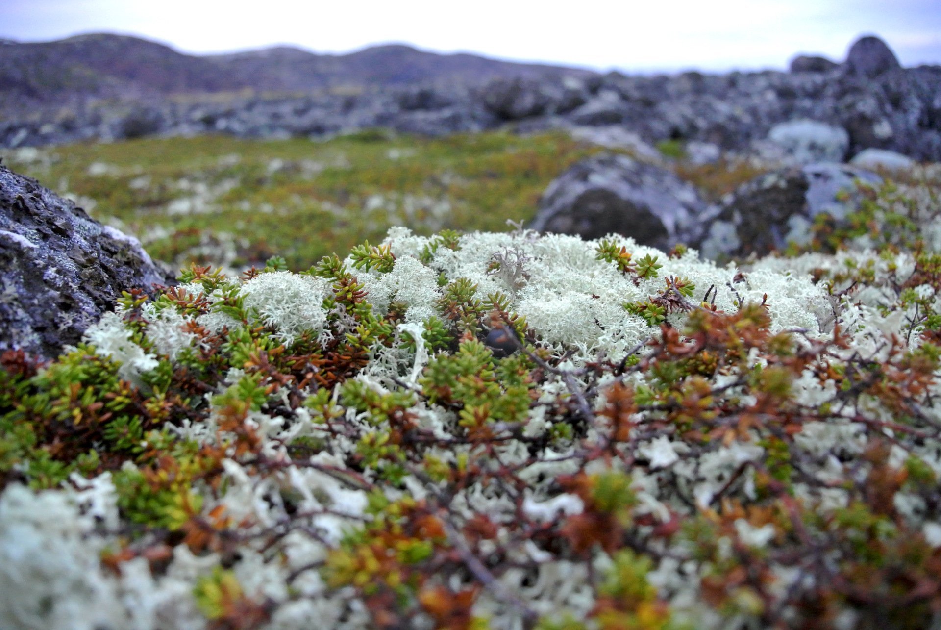Растения встречаются в тундре. Лишайник ягель в тундре. Арктическая Мохово-лишайниковая тундра. Мох ягель в тундре. Ягель на Кольском полуострове.