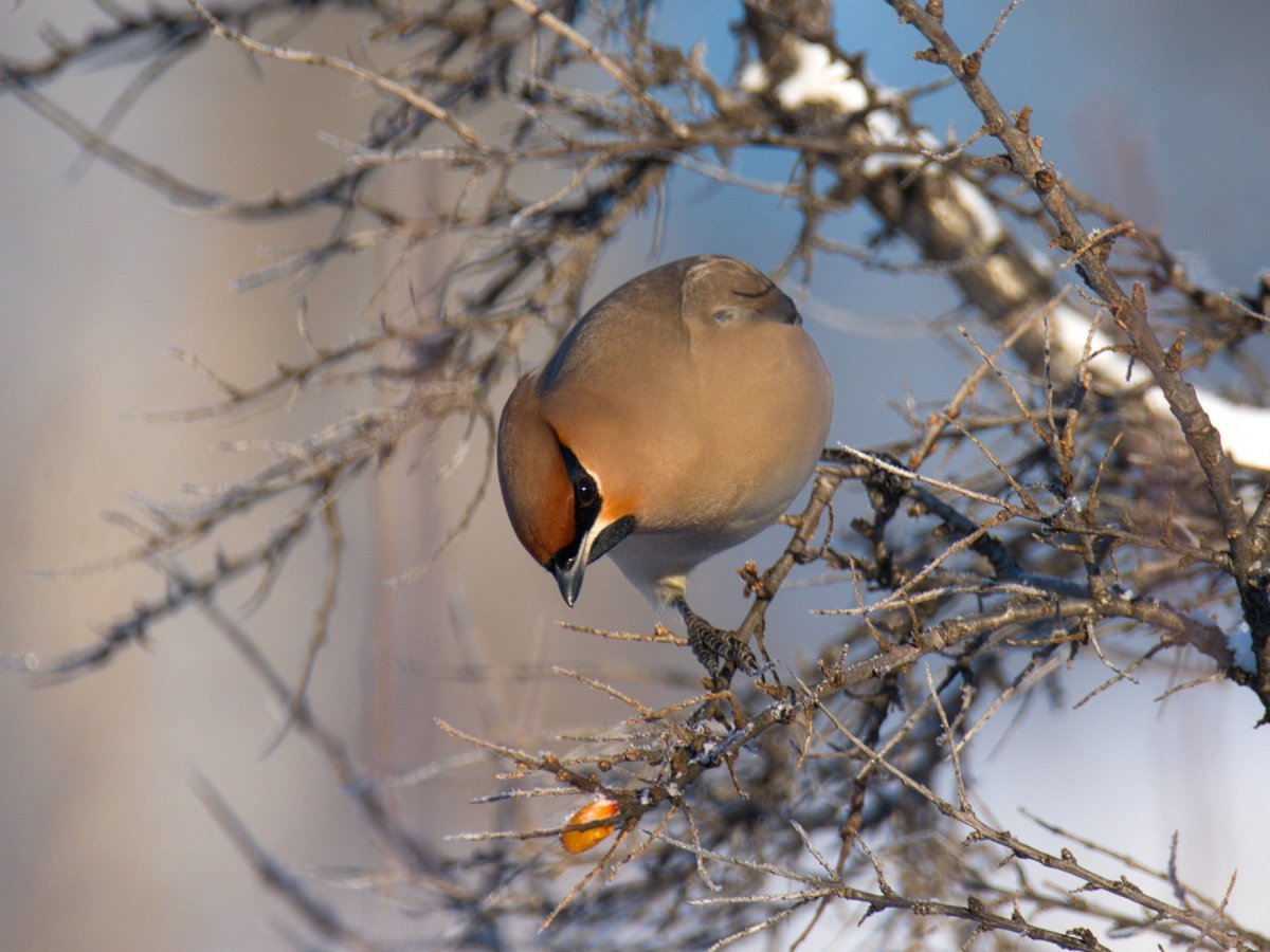 Птицы сибири зимой (60 фото)