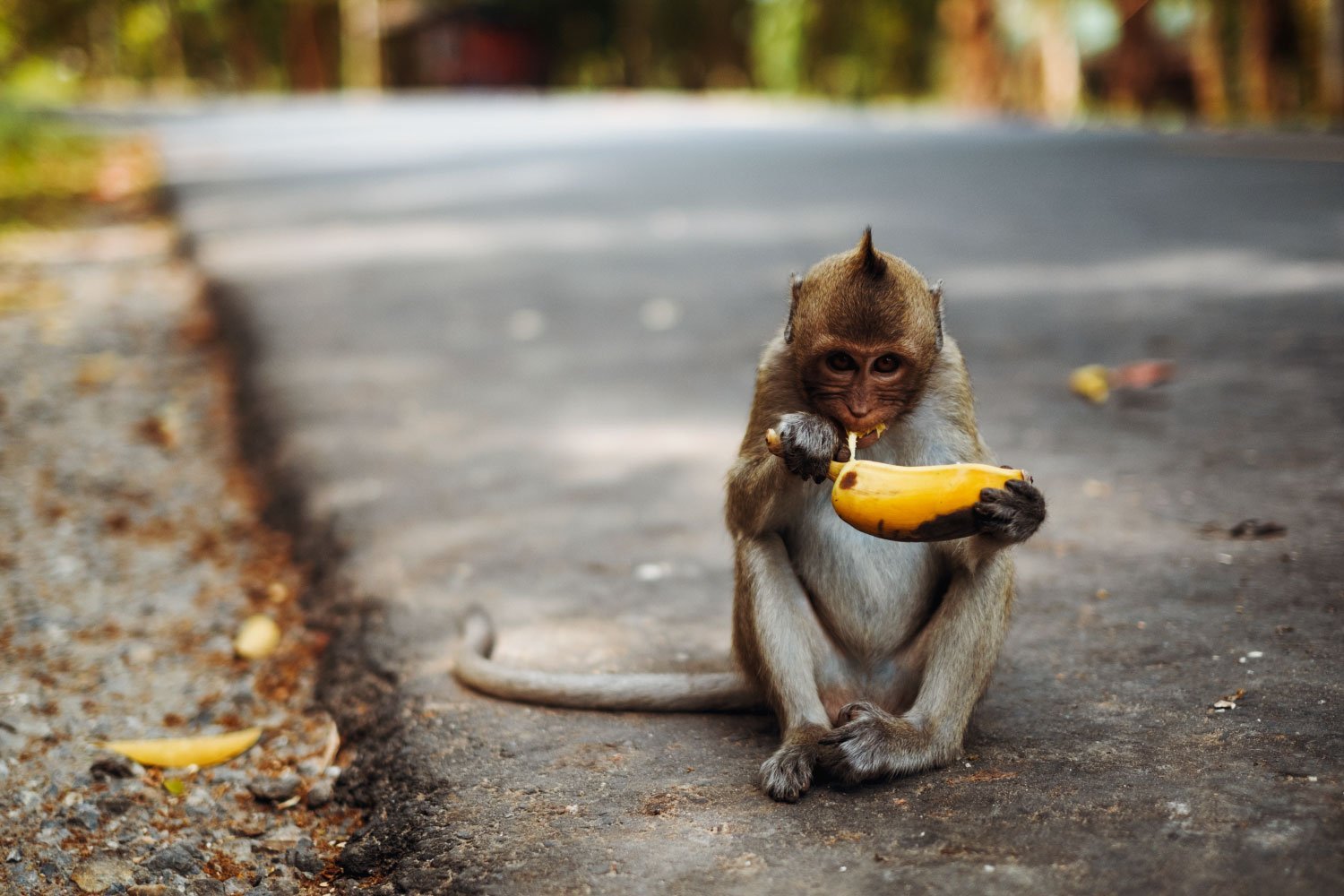 Обезьяна подавилася бананом. Обезьяна с бананом. Смешная обезьяна с бананом. Обезьяна ест банан. Obezyano s bansnom.