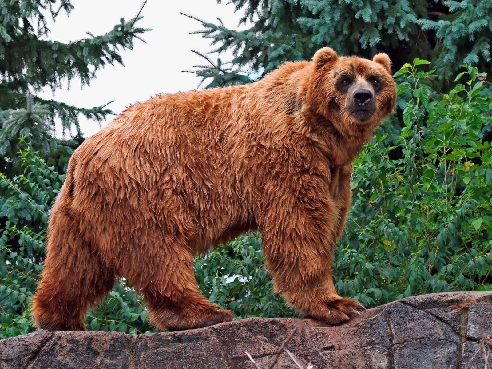 Самые большие медведи