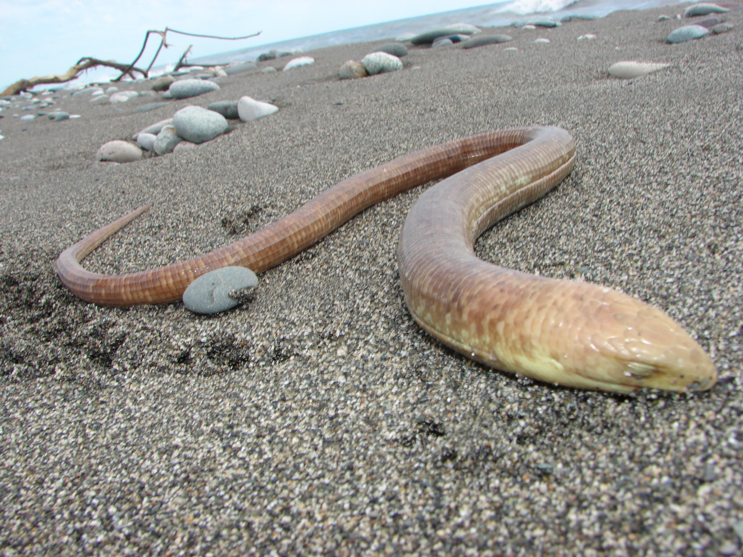 карадагский змей реальные фото