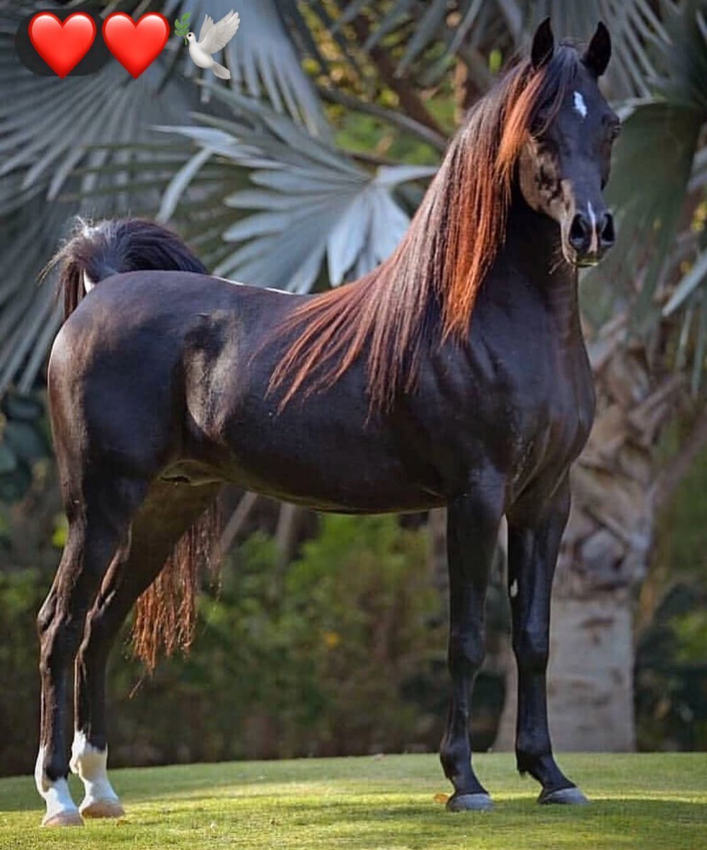 Черный цвет лошади. Аргентинский Криолло игреневая. Арабская порода лошадей сиглави. Арабская Скаковая порода лошадей. Лошади породы арабская чистокровная.