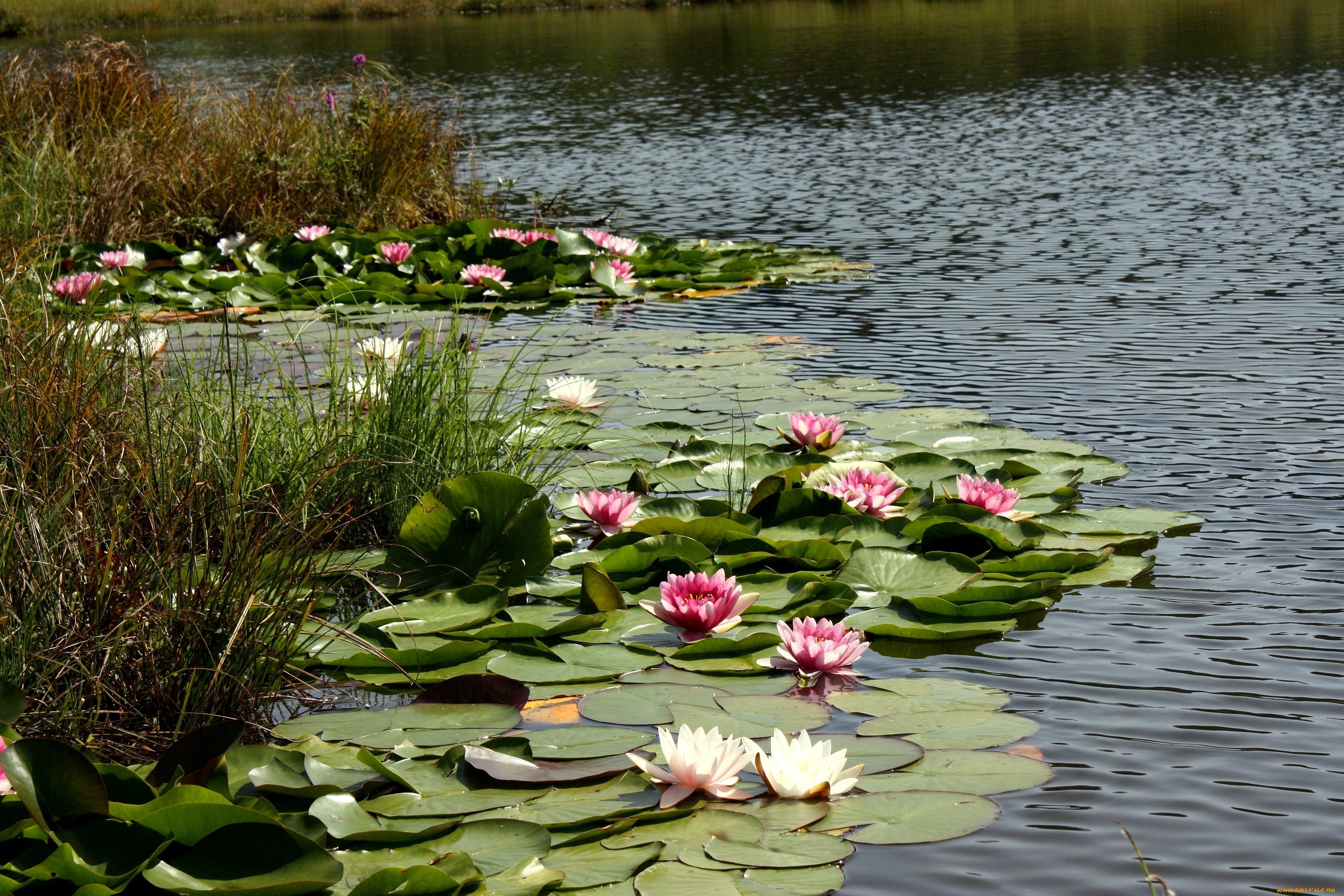 Купить цветы в озерах. Нимфея Болотная. Озеро Селигер кувшинки. Белое озеро Селигер кувшинки. Розовая Болотная кувшинка.