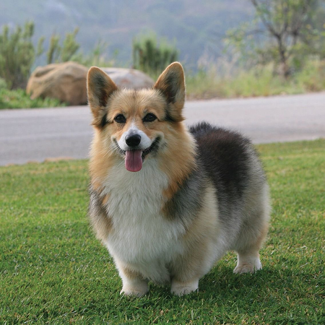 Croci FLUFFY CORGI (ПУШИСТЫЙ КОРГИ) лежак для собак и кошек