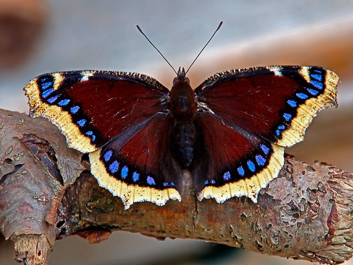 В крыму обитает самая крупная бабочка европы. Бабочки траурница и Адмирал. Траурница Nymphalis antiopa. Nymphalis antiopa бабочка. Бабочки Адмирал,Махаон,траурница.