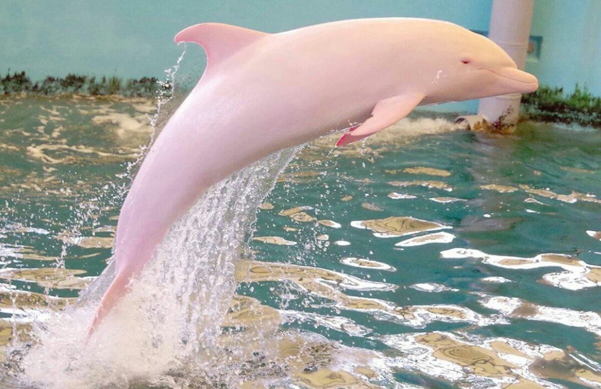 Амазонский Дельфин - 69 фото
