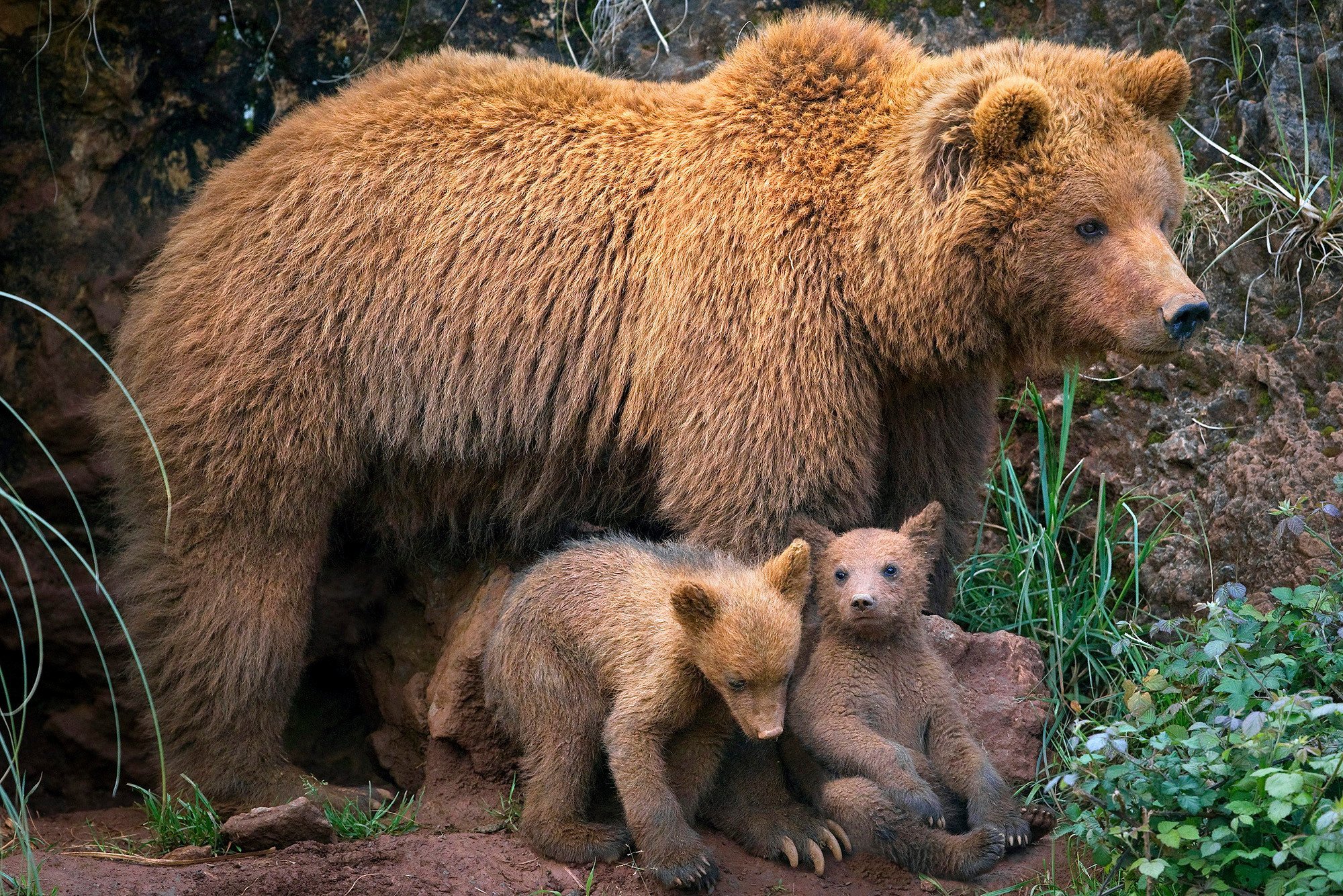 Дикие животные и их детеныши