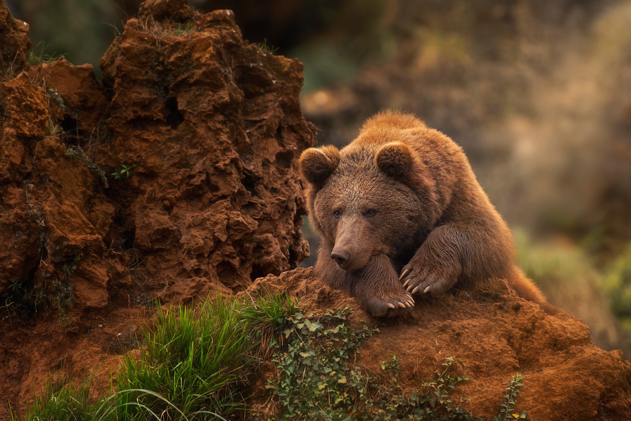 Ve bear. Северная Америка медведь Гризли. Медведь обои. Красивый медведь. Красивый Медвежонок.