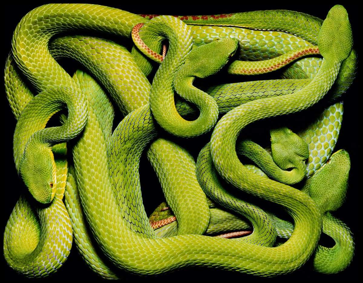 Тропическая змея 4. Змеи Гвидо Мокафико. Trimeresurus stejnegeri. Гвидо Мокафико змеиная коллекция. Змеиное кубло.